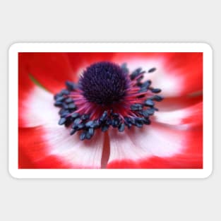 Red Anemone centre and stamens Sticker